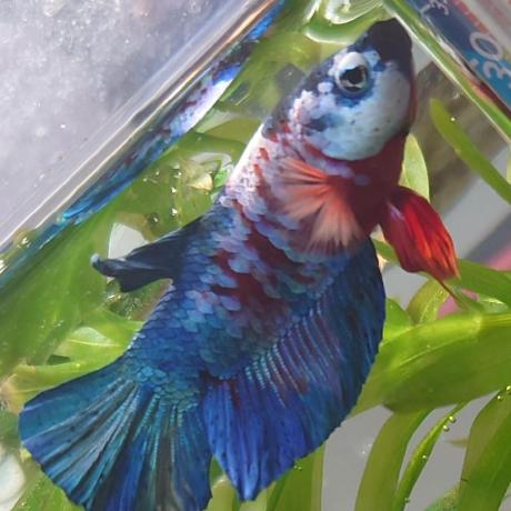 Oyama Top Github - Light Texture Collection - Desktop Quality