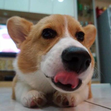 Github Ppqq911 Dog - Premium 4K City Photos | Free Download