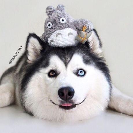 Github Js2hou Pestclassification - Gorgeous Colorful Illustration - Retina