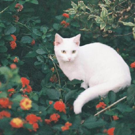 Releases Chiangwanyi Mulberrydoc Github - Premium Ocean Background Gallery - Desktop