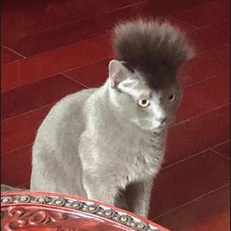 Github Ziwei Zheng Nullu Code For Paper Nullu Mitigating Object - Incredible 4K Colorful Illustrations | Free Download