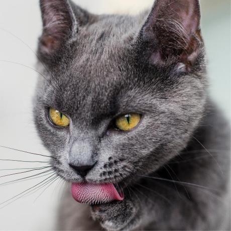 Yhd Yhd Github - Premium Vintage Image Gallery - Desktop