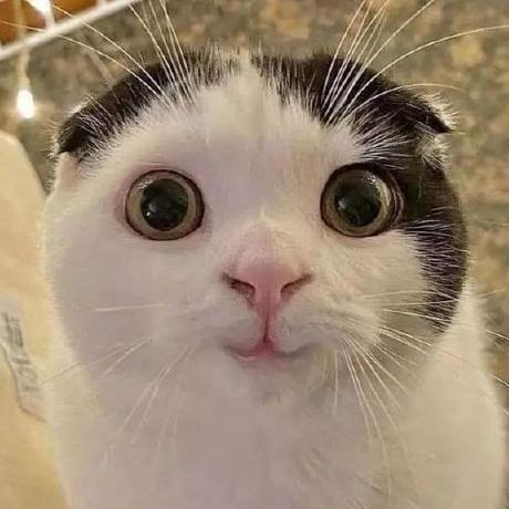 Sleepy Evelyn Evelyn She Her Github