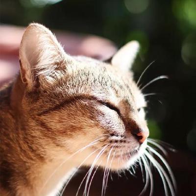 Github Ximikboda Telnetvxp - City Backgrounds - Stunning High Resolution Collection