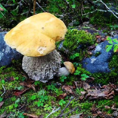 Github Formulamonks Llm Benchmarker Suite Llm Evals Leaderboard - Download Ultra HD Light Image | 4K