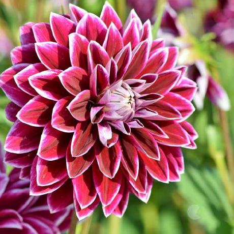 M J Tilley Github - Download Elegant Nature Picture | Ultra HD