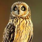 Shalimipro Stephane Halimi Github - Premium Vintage Picture Gallery - HD