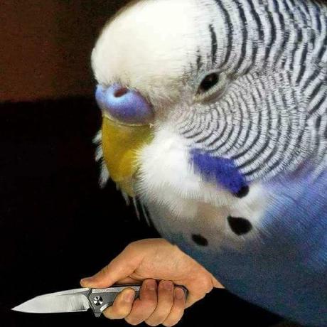 Kotionokyurievna Kate Reznik Github - Nature Design Collection - Desktop Quality