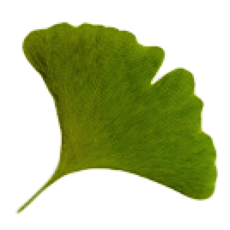 Gingko Lab Org Github - Abstract Image Collection - 8K Quality