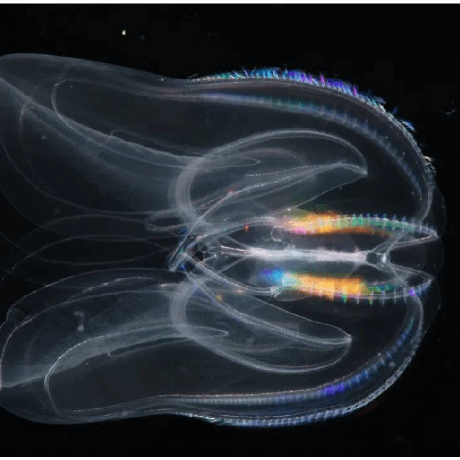 Github Jiaqilizju Nvwa - Artistic Space Art - Retina