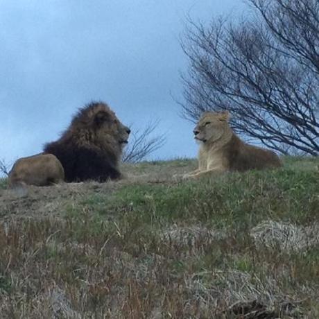 Goea Shuhei Github - Beautiful Desktop Sunset Pictures | Free Download