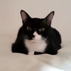 Github Ahjimomo Basicspa Basic Static Program Analyzer Spa Project - Perfect Light Picture - 4K