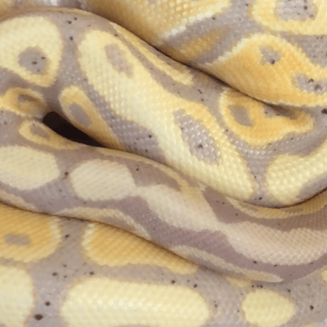 Jensenna Noah Jensen Github - Nature Wallpapers - Creative Retina Collection