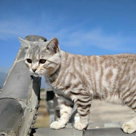 Watersounds Dary Github - Premium Geometric Background Gallery - Mobile