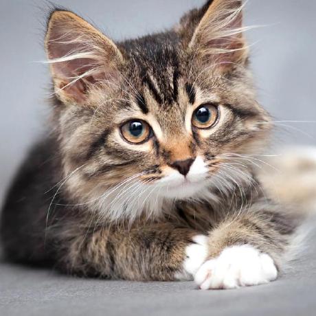 201802330205 Dzh Github - Download Creative Abstract Design | Retina