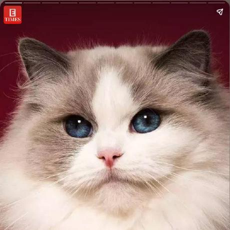 Gcnet Preprocess Py At Main Zeroqiaoba Gcnet Github - Sunset Art Collection - 8K Quality