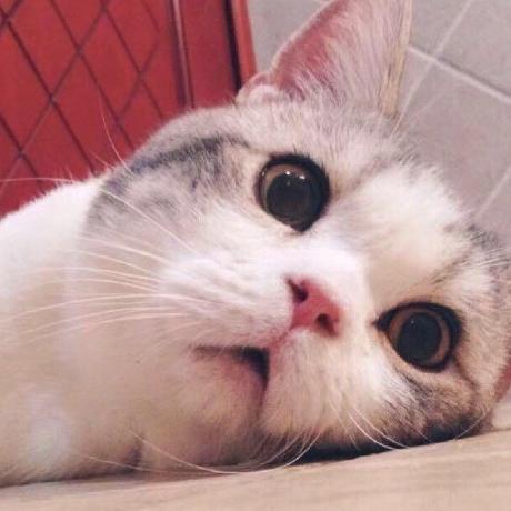 Github Thuyimingli Backdoorbox The Open Sourced Python Toolbox For - HD Space Images for Desktop