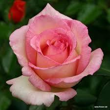 Dhuli176 Dhruvisha Sojitra Github - Premium City Image Gallery - 8K