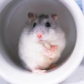 Github Lglightflow Gdut Jizu - Premium Geometric Wallpaper Gallery - Retina