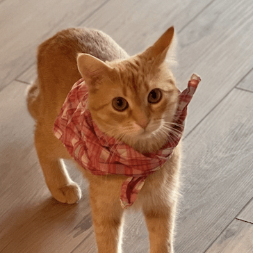 Crane Mocker Ana S Huang Github - Retina Gradient Images for Desktop