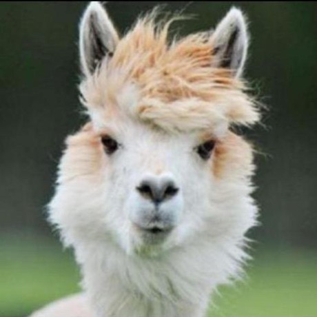 Feroz Leucine Github - Download Ultra HD Colorful Pattern | 4K