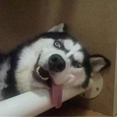 Leo Terrier L O Github - 8K Mountain Designs for Desktop