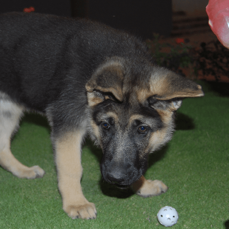 Nishi46 Nishi Github - Best City Patterns in Retina