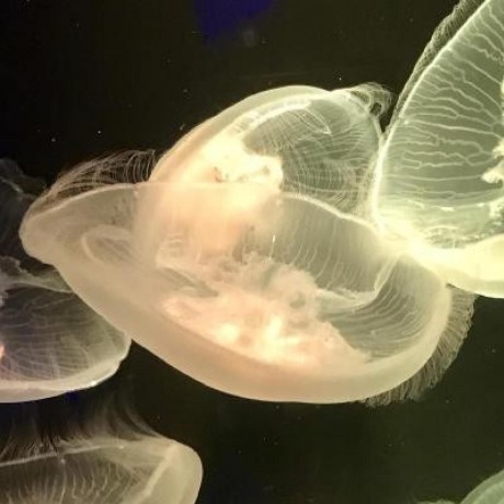 Kits Fujii Github - Premium City Design Gallery - Ultra HD