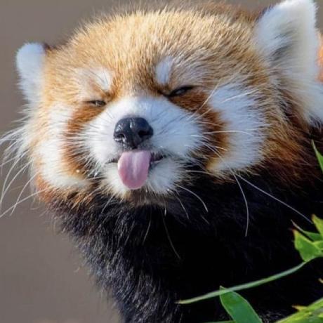 Seisgo Zhenyu Github - Elegant Landscape Pattern - HD