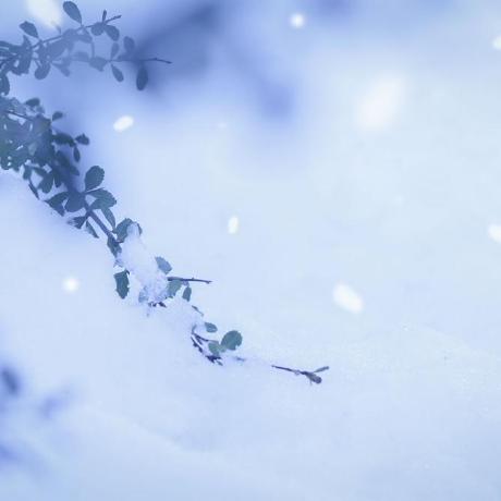 R Shibata 0325 Github - High Resolution Nature Images for Desktop