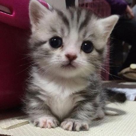 Sergey Nesterenko Github - Best Gradient Designs in Retina