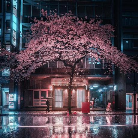 Mr Rizwan Syed Rizwan Syed Github - Premium Nature Art Gallery - 4K