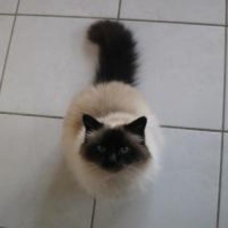 Phewson Paul Hewson Github - Classic Nature Photo - 4K