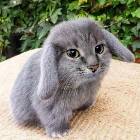 Github Whypet Hedra A Fast Simd Optimized C 3d Software Renderer - Download Premium Colorful Picture | 8K