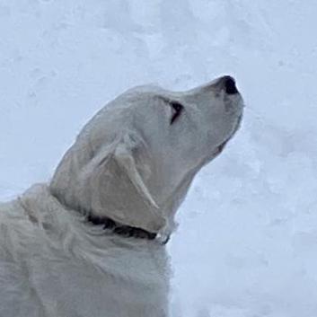 Issues Pszachary Lockdown Protocol External Github - Download Classic Dark Photo | HD