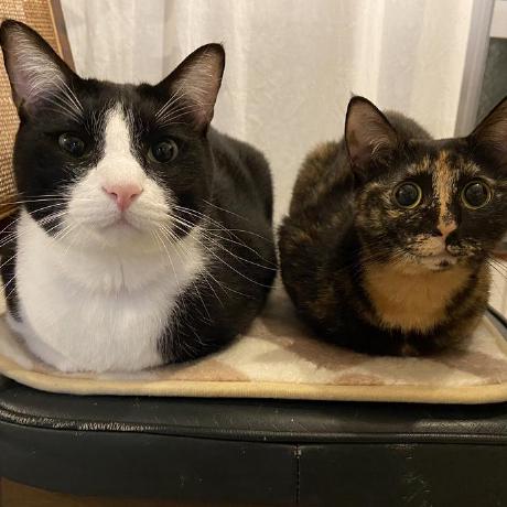 Imikio Github - Beautiful Retina Geometric Backgrounds | Free Download