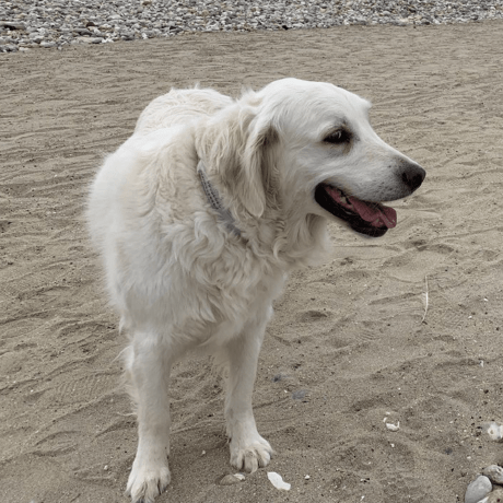 Github Dravj The Avan Strategy - Classic 4K Vintage Wallpapers | Free Download