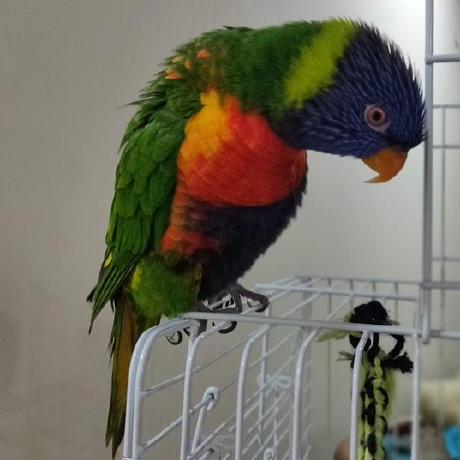 Tira Bot Github - Amazing Nature Background - Full HD