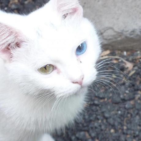 Github Thomaslengeling Cinder Examples - HD Mountain Wallpapers for Desktop