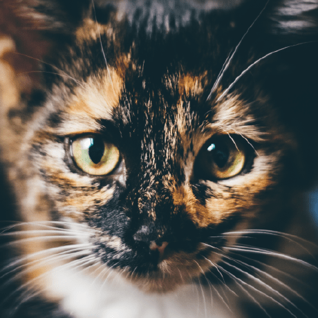Rustycat 1 Rusty Github - Premium Light Design Gallery - 8K
