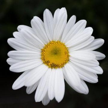 Himadasari Hima Github - Ocean Design Collection - 4K Quality