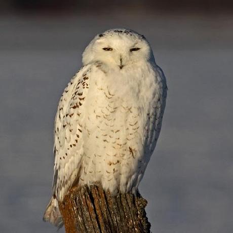 Github Org Elinor Corp Bs - Premium Vintage Art Gallery - Retina