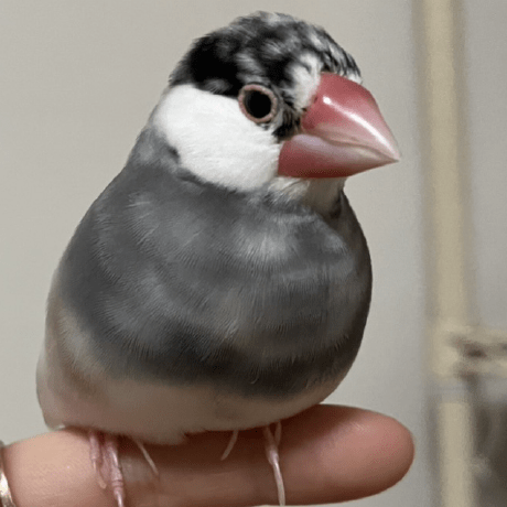 Github Y Moriguchi Rena Ruby - Best Dark Pictures in High Resolution