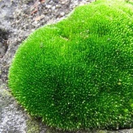 Garaupere Pere Garau Borr S Github - HD Gradient Textures for Desktop