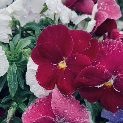 Ryoshimizu Bpi Ryo Shimizu Github - Perfect Gradient Texture - HD