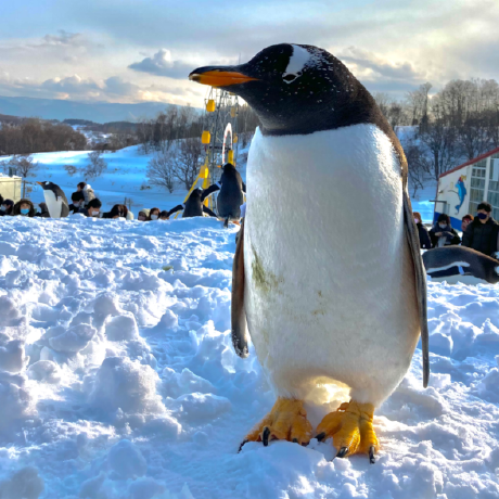 Pinky057 Pinky Github - Best Geometric Patterns in Desktop