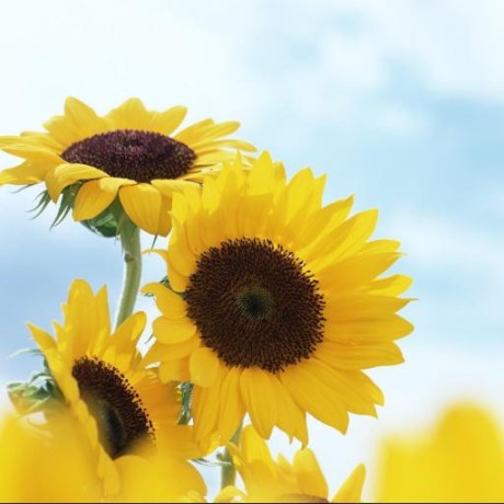 Github Solosky Nfc Emu Nfc - Download Ultra HD City Texture | Retina