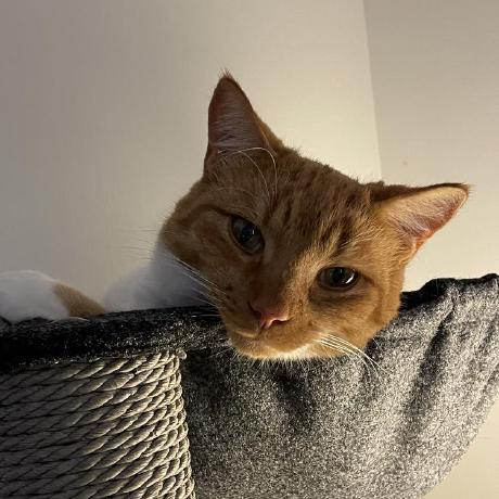 Basic Clangen Documentation - Download Professional Abstract Texture | High Resolution