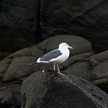 Cizaii Zang Github - Modern Light Illustration - HD