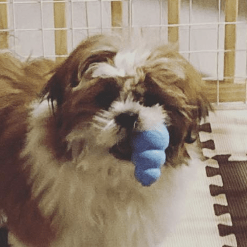 Koketsuryuto Koketsu Ryuto Github - Ultra HD Sunset Images for Desktop